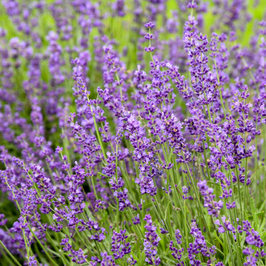 Imperial Gem lavender