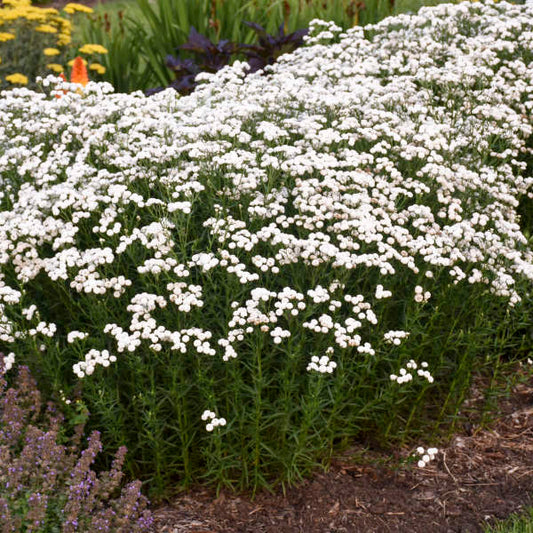 Peter Cottontail White Yarrow Plants | Pollinator-Friendly Perennial