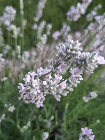Melissa English lavender with soft pink and white flower clusters