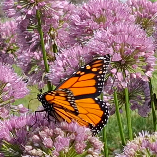 Allium - Perennial Pollinator - Established Division - Spring 2027