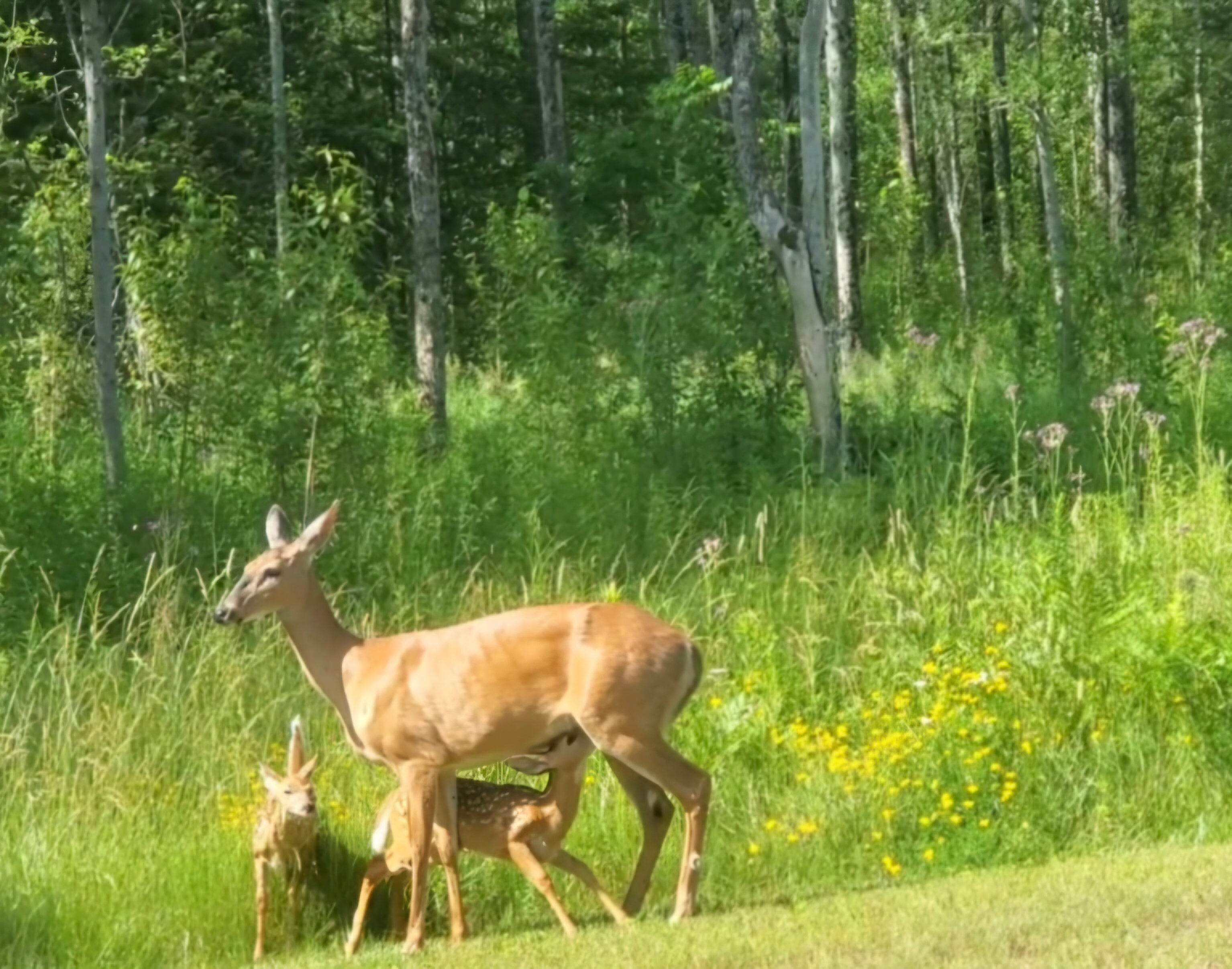 A deer family in a grassy field with a forest background. An adult deer stands on the right, with two fawns beside it on the left, in a sunlit green meadow with yellow wildflowers and tall trees.