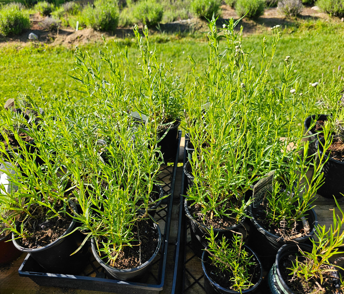 tall green starter plants