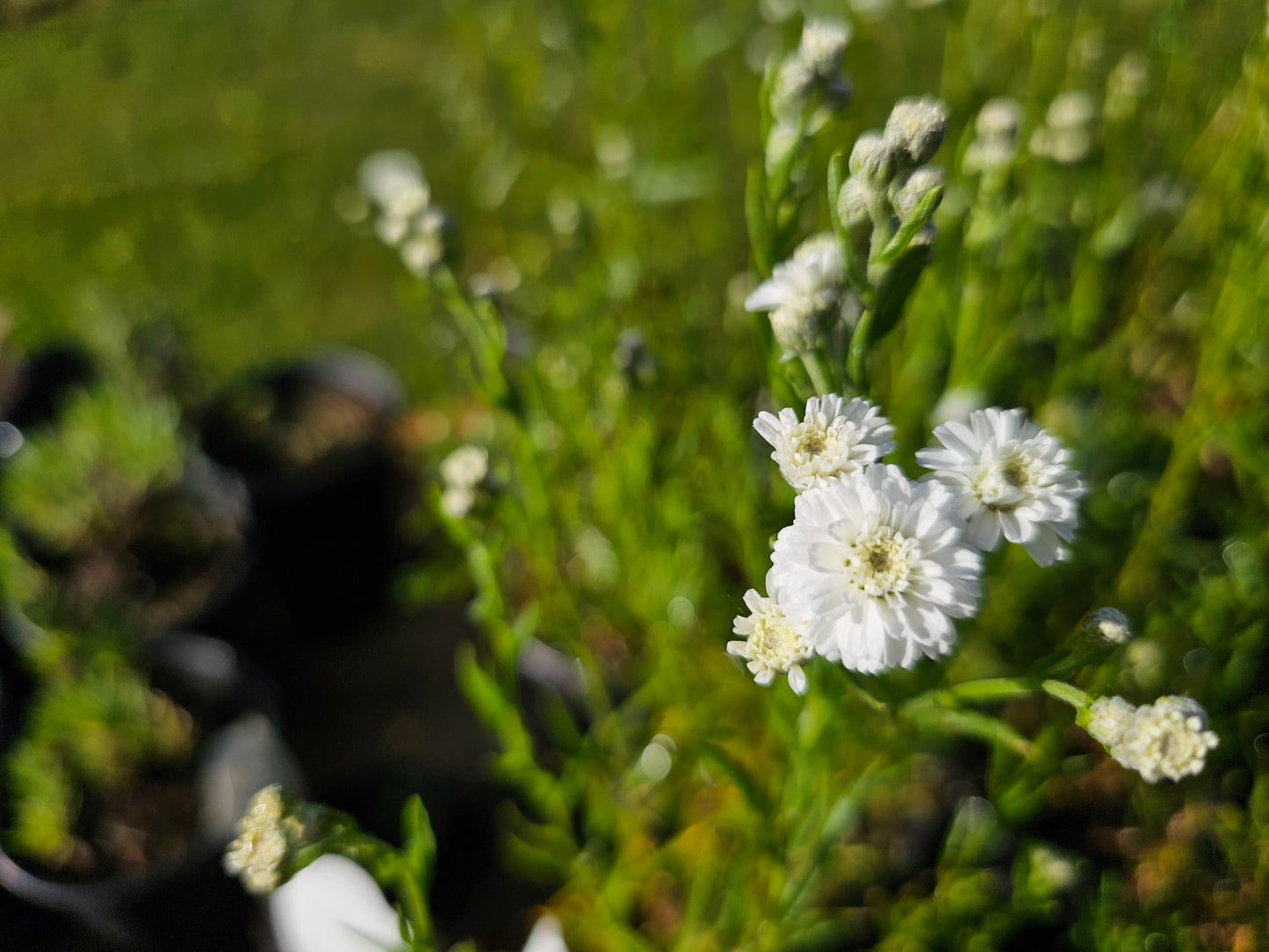 white button flowers starting to bloom
