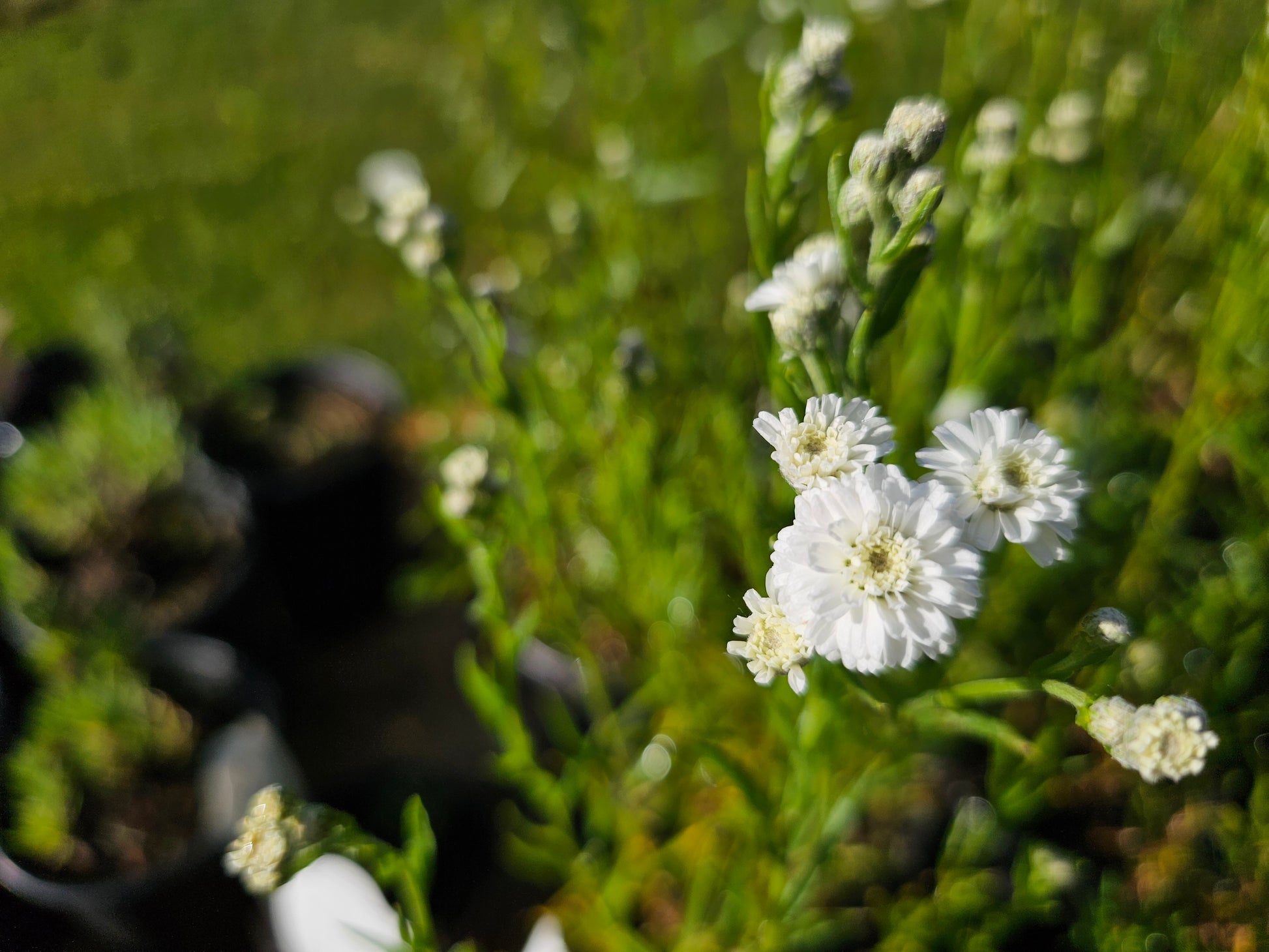 white button flowers starting to bloom