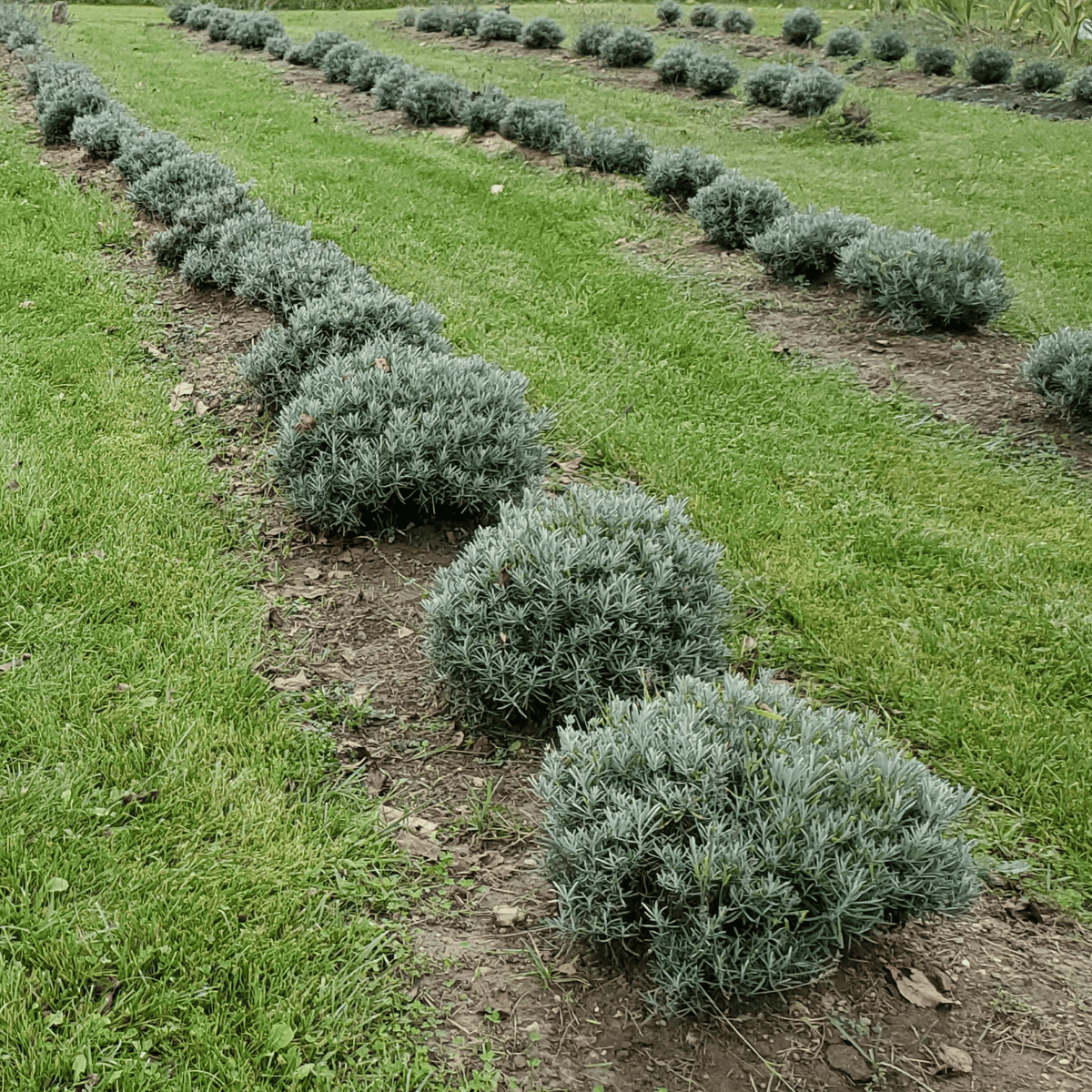 Three-year-old Phenomenal lavender plants at Pause Lavender Farm