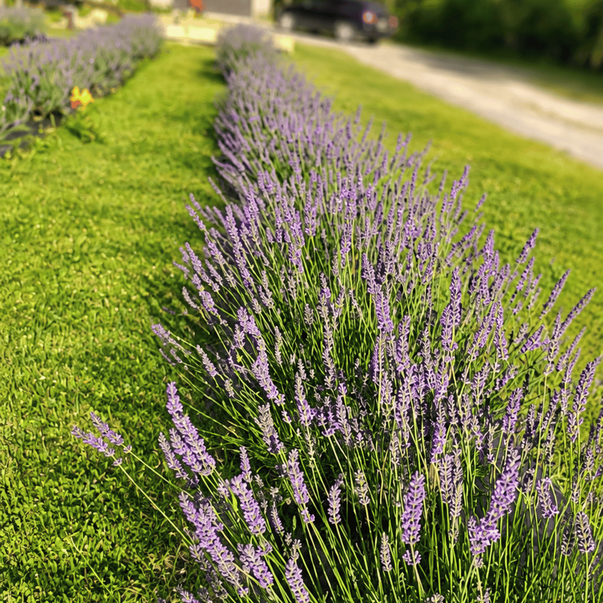 Mature Phenomenal lavender plants blooming in a row at Pause Lavender Farm