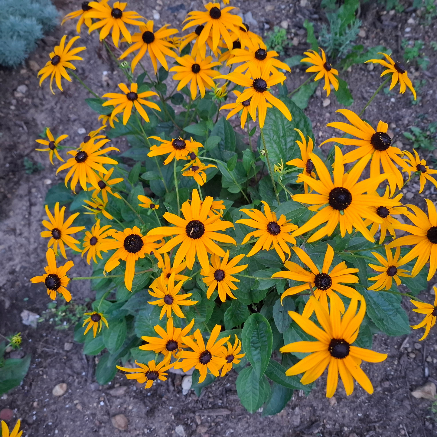 Black-Eyed Susan Plants | Rudbeckia Pollinator-Friendly Perennial for Northern Gardens