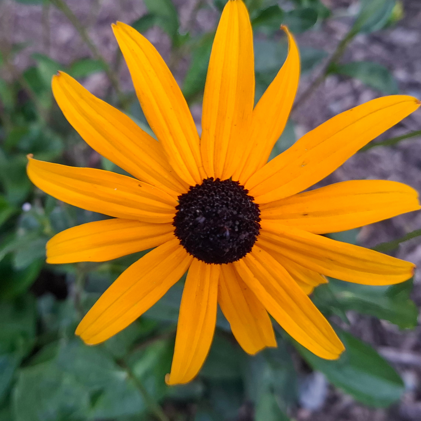 Black-Eyed Susan Plants | Rudbeckia Pollinator-Friendly Perennial for Northern Gardens