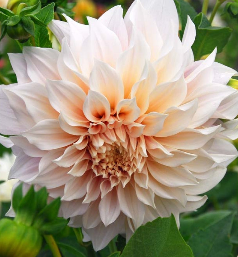 Cafe Au Lait Dahlia Tuber