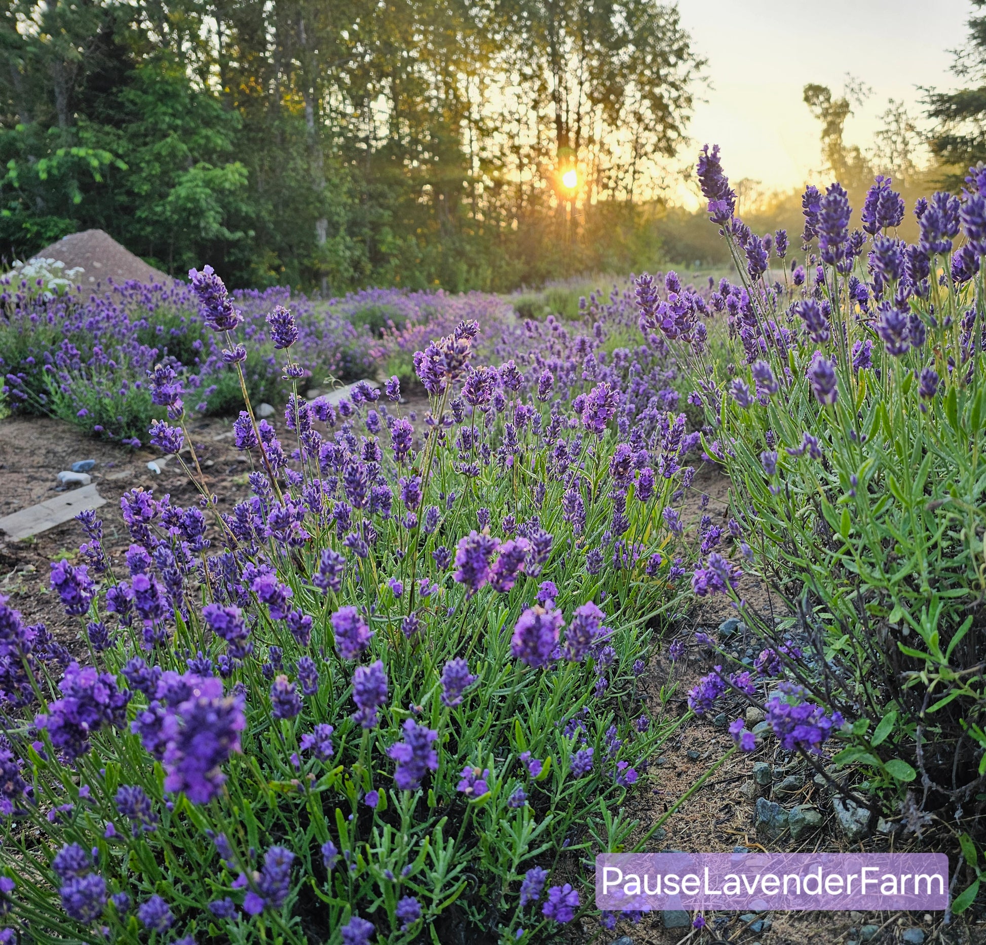 row of early blooming lavender with the rising sun in the background