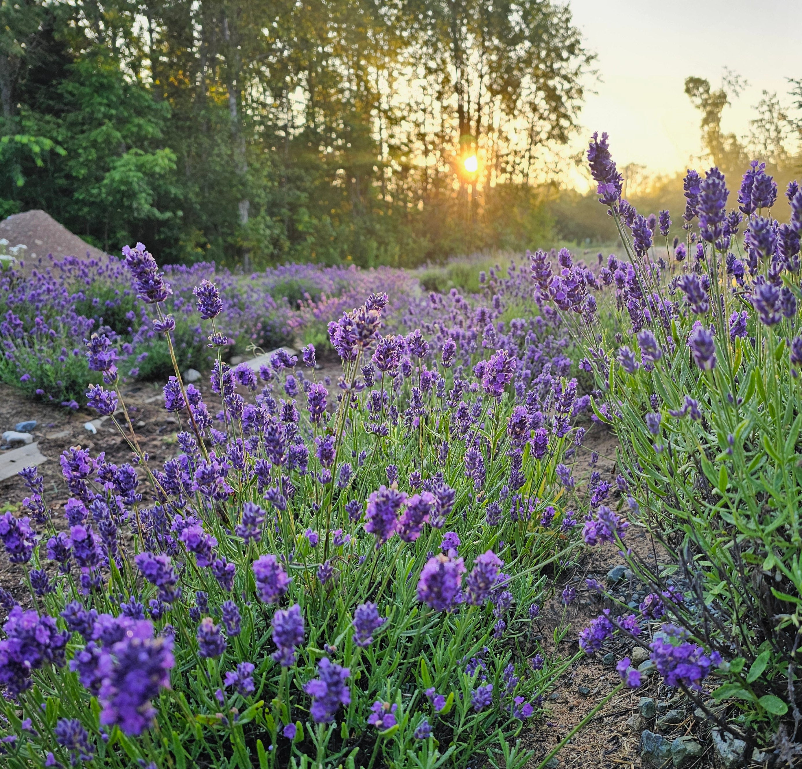row of early blooming lavender with the rising sun in the background