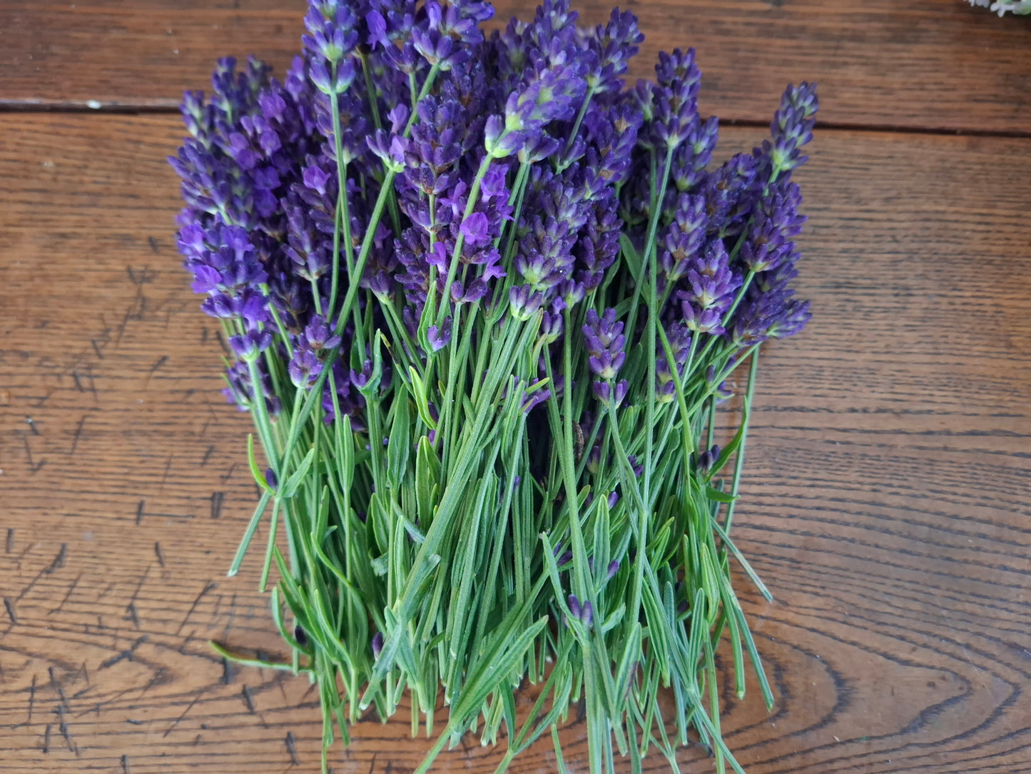Blue Spear Lavender Plants | Long Blooming Lavender for Pollinators