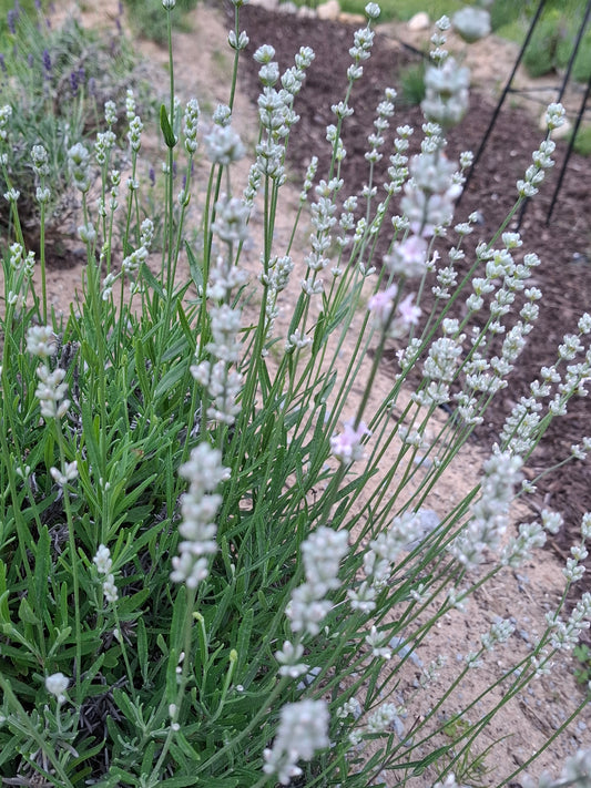 close up of white lavender plant