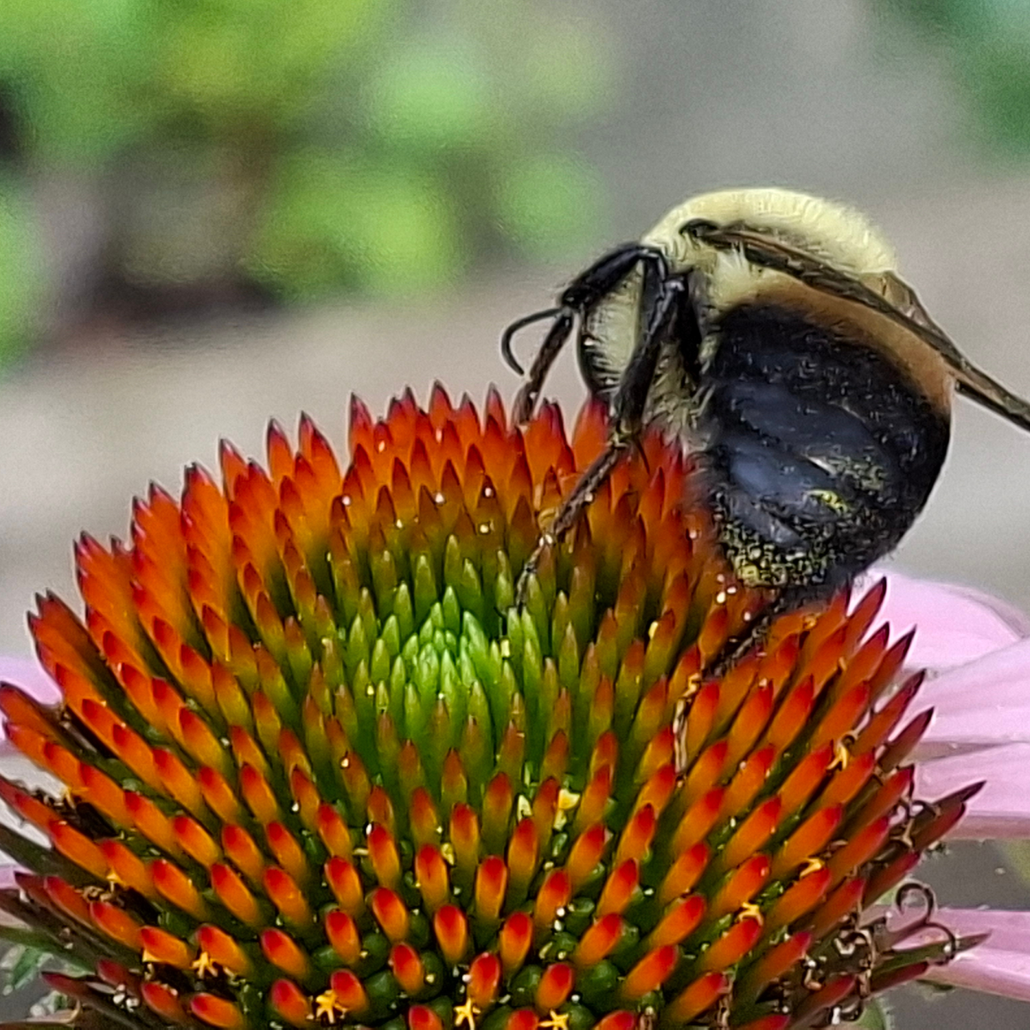 A close-up macro shot of a bumblebee crawling on a coneflower, with the bee's black and yellow body visible against a soft, blurred green background.