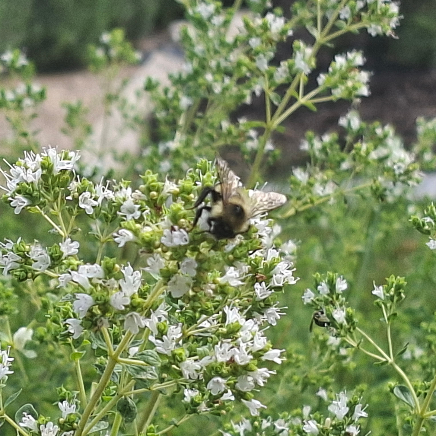 Greek Oregano - Pollinator Plant