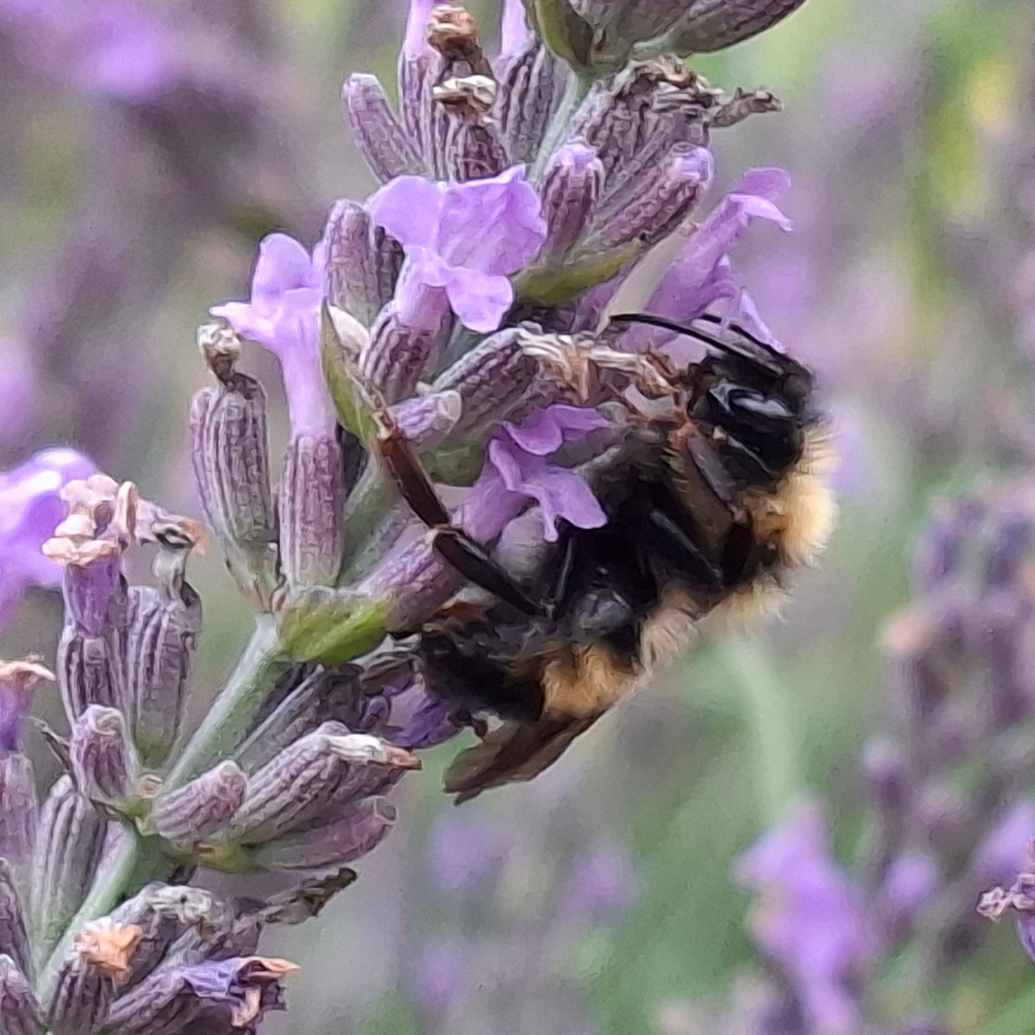 A close-up photograph of a bumblebee crawling on a purple lavender flower stalk, with a soft-focus background of more lavender and green foliage.