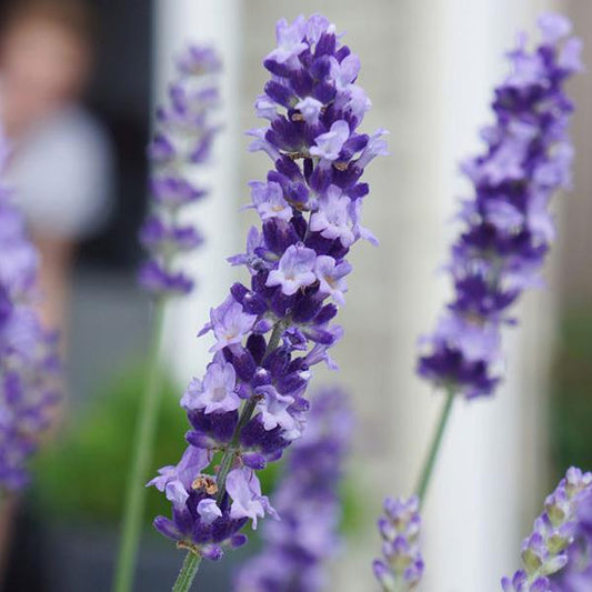 Closeup of a lavender stem on a Big Time Blue plant. Strong contrast with the dark purple exterior of the flower and the light purple interior.