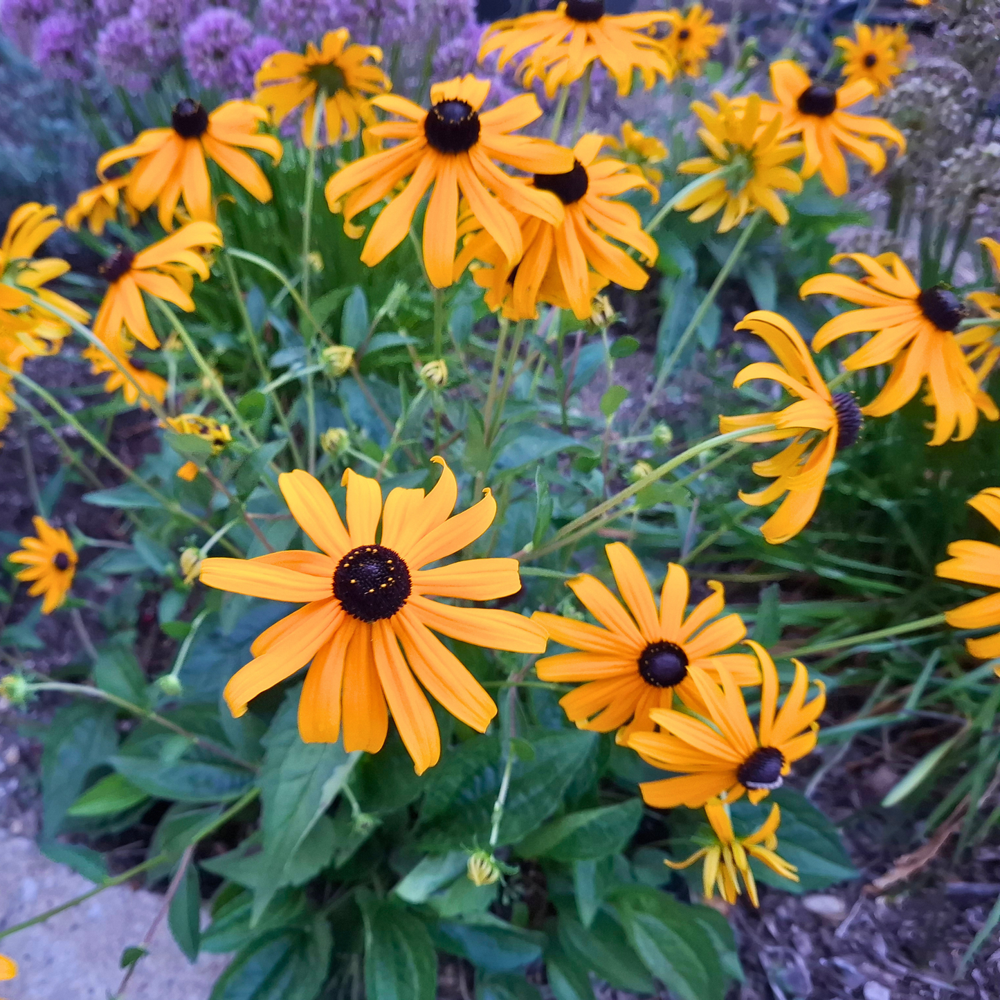 Black-Eyed Susan Plants | Rudbeckia Pollinator-Friendly Perennial for Northern Gardens