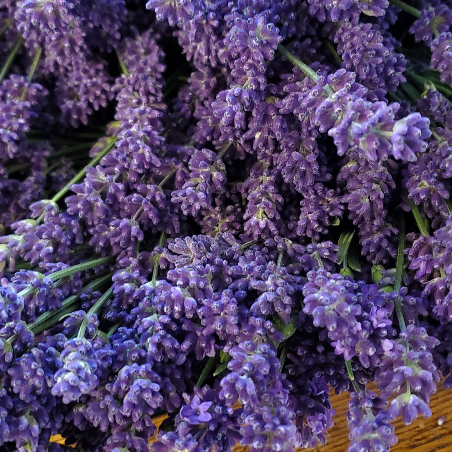 A close-up of a dense cluster of fresh lavender flowers in shades of purple with green stems, filling the frame.
