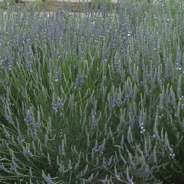 Wispy lavender plant with skinny flower stems