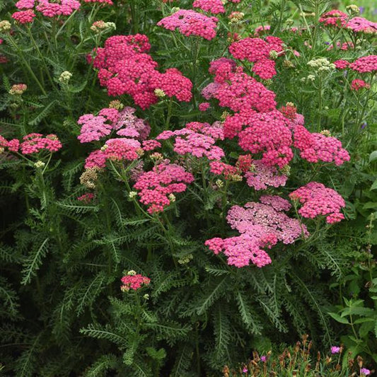 3 Achillea (yarrow) New Vintage Rose plants