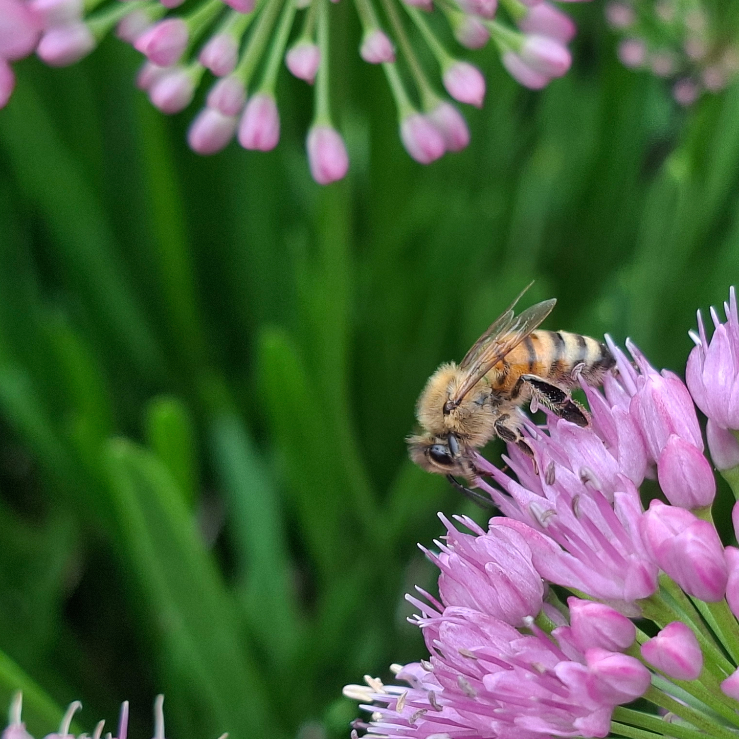 Allium - Perennial Pollinator - Established Division - Spring 2027