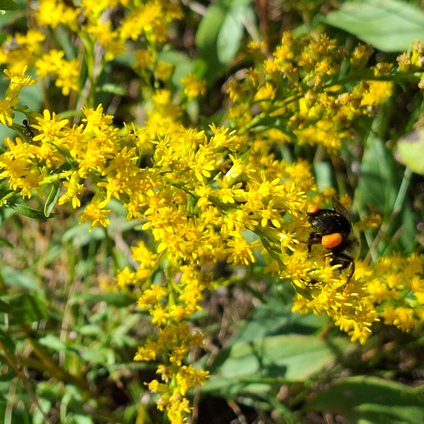 Goldenrod - Late-Season Pollinator Plant