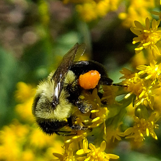Goldenrod - Late-Season Pollinator Plant