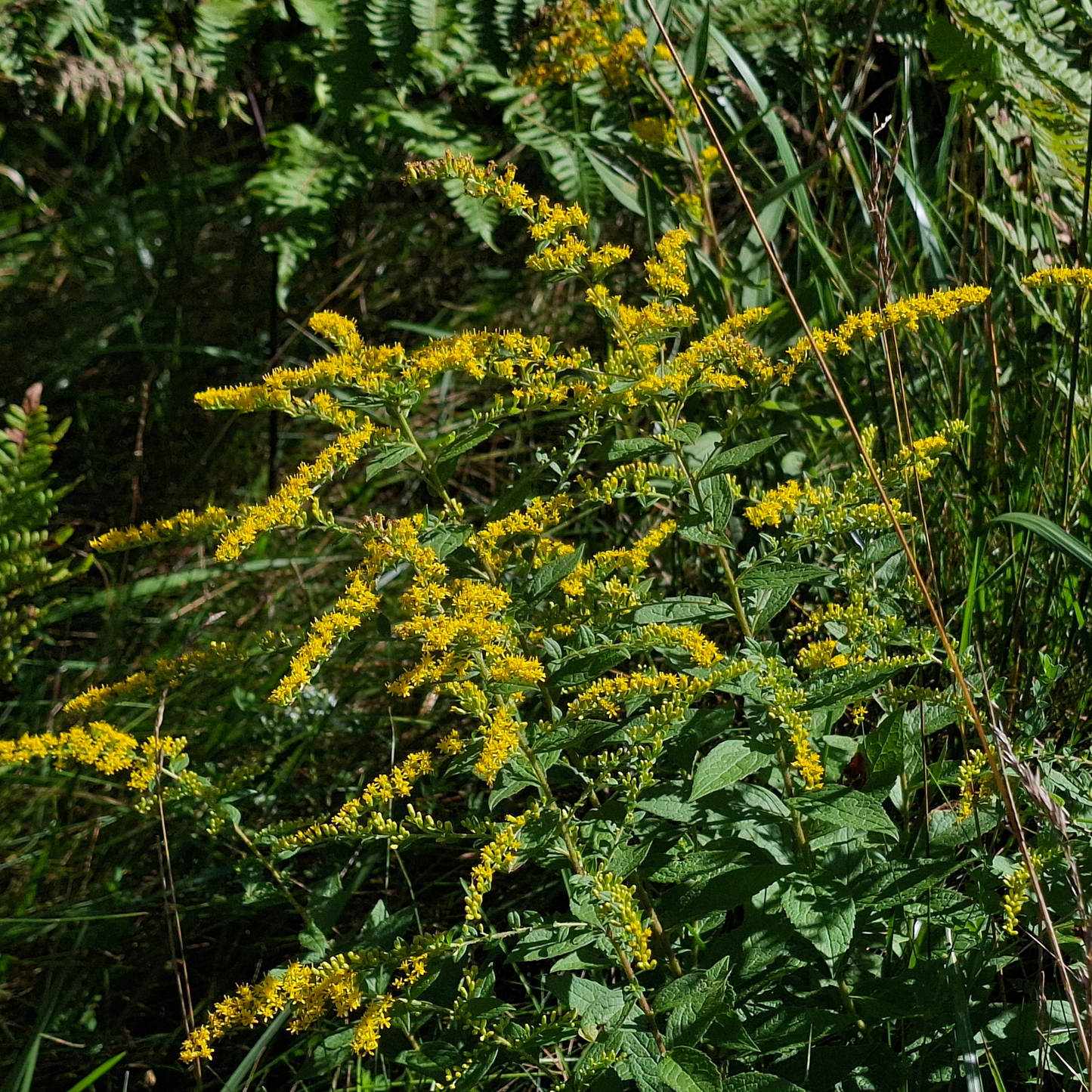 Goldenrod - Late-Season Pollinator Plant