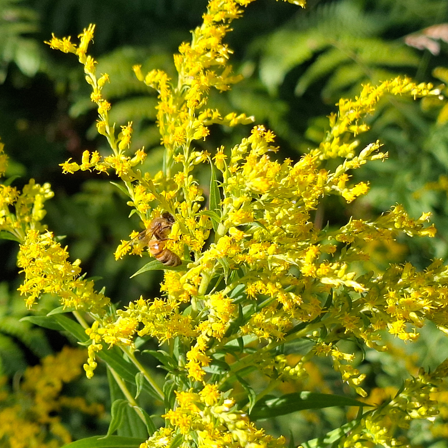 Goldenrod - Late-Season Pollinator Plant