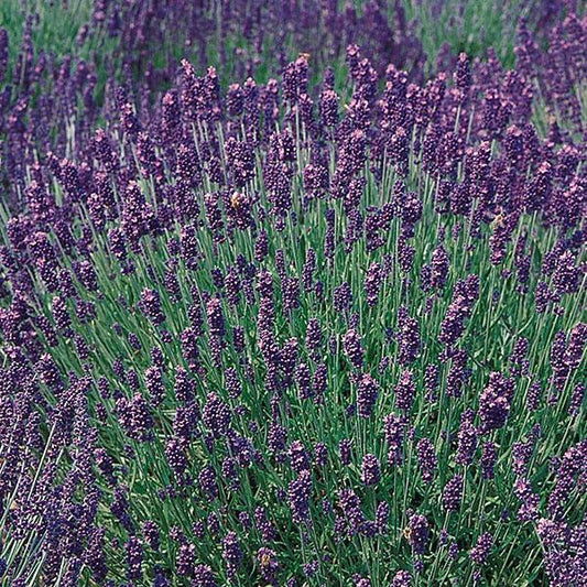 Bright green lavender plant with deep purple flowers