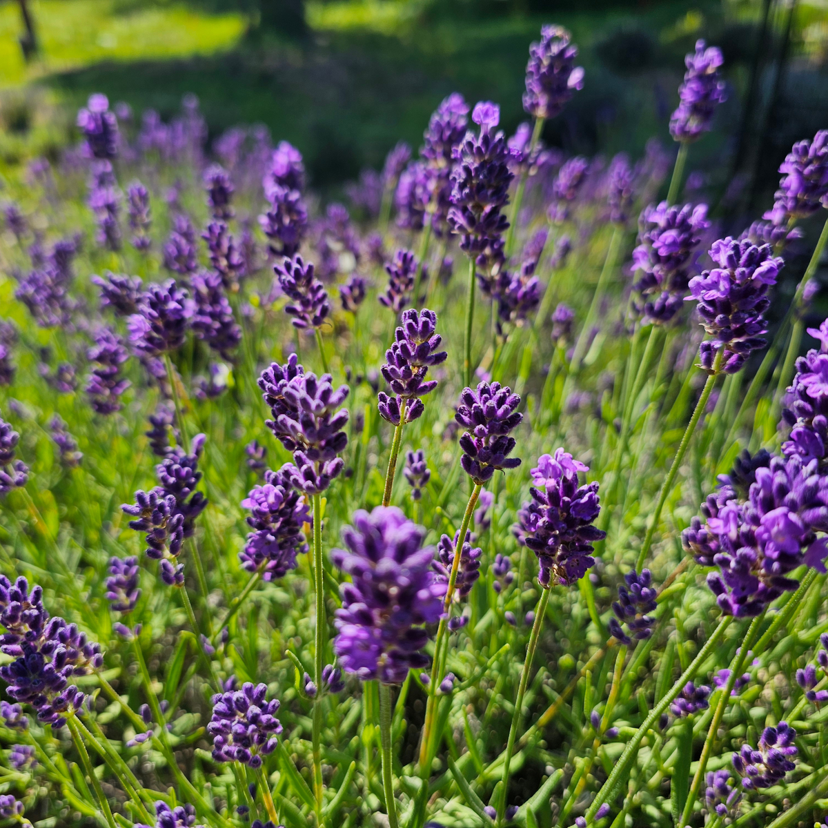 Close-up of lavender flowers in full bloom, with purple spikes and green stems in a sunlit garden setting.