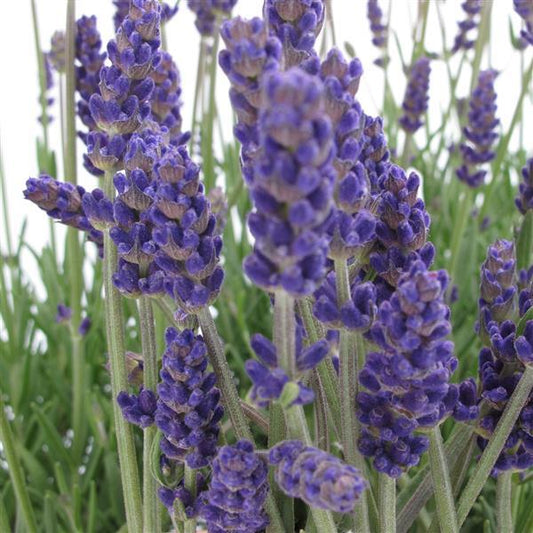 Light green lavender plant stems topped with tight clusters of purple buds not yet open. 