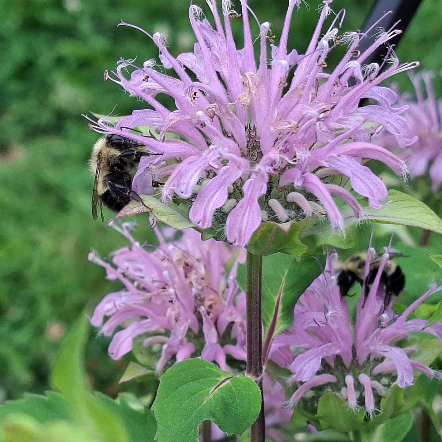 Lavender Bee Balm - Monarda Pollinator-Friendly Perennial for Northern Gardens
