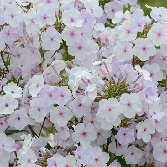 cloud of white fluffy petaled flowers with bright pink centers. 