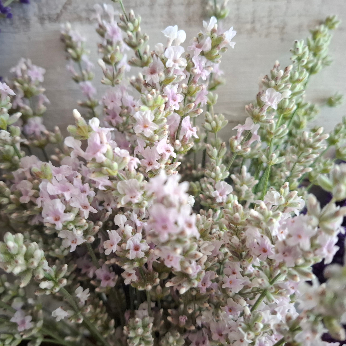 Melissa Rosey White Lavender - Spring 2027 Preorder