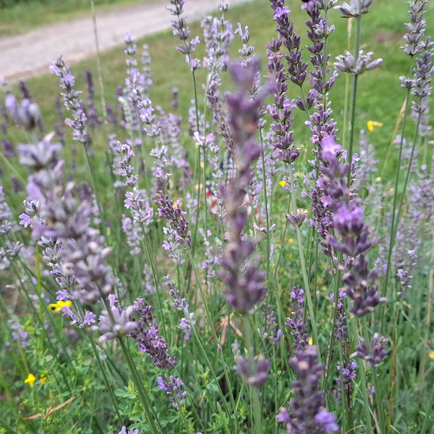 Provence Lavender Plants | Premium Lavender for Bouquets and Drying - Spring 2027 Preorder