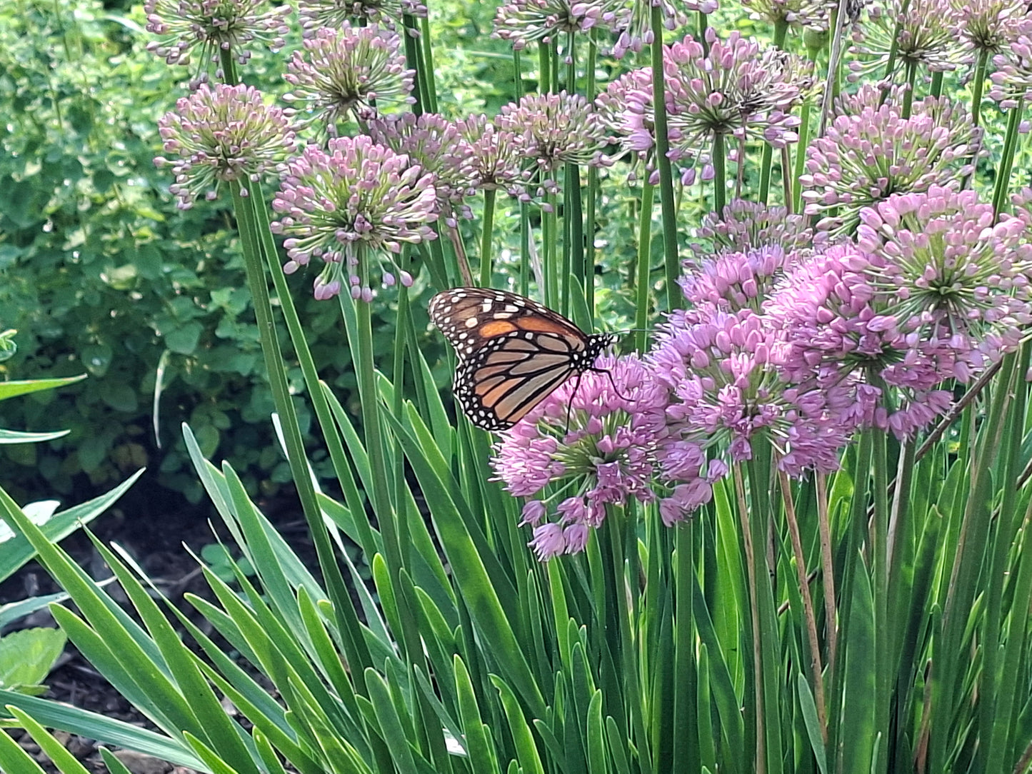 Allium - Perennial Pollinator - Established Division - Spring 2027