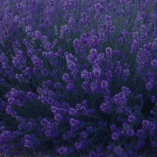 Looking down at a mass of Munstead lavender flowers on a plant. Dark purple long stemmped flowers. 