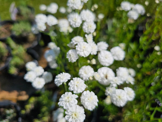 Peter Cottontail Sneezewort - Pollinator Perennial - White