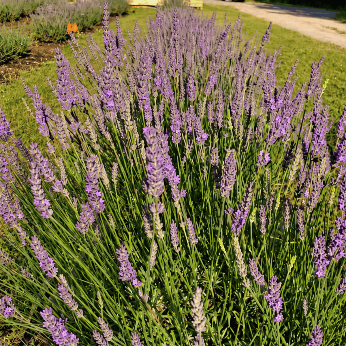 Phenomenal lavender with purple flower spikes at Pause Lavender Farm