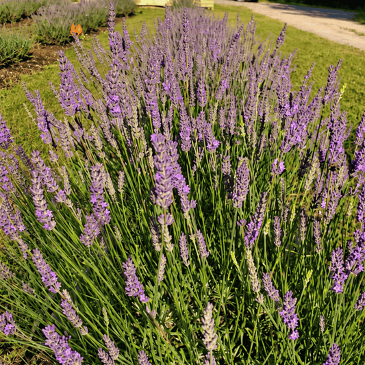 Phenomenal lavender with purple flower spikes at Pause Lavender Farm