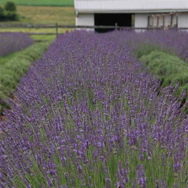 Long row of green lavender plants with billowing purple flowers