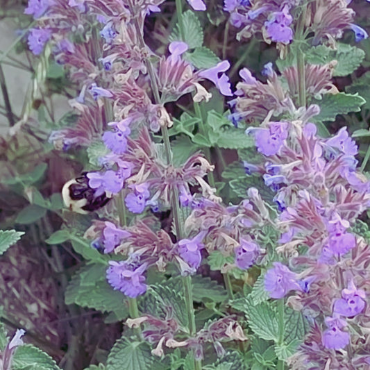 Catmint - Nepeta. Pollinator & Lavender Companion Plant