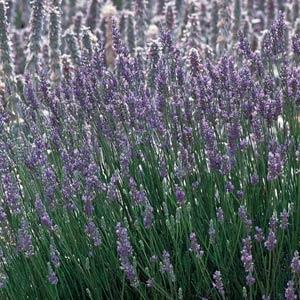 long straight green stems with a matte lavender flower