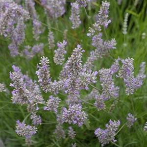 closeup of the light lavender flower stems on a lavender plant