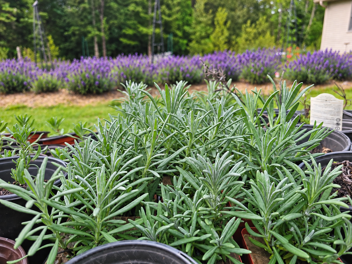 Build Your Lavender Garden | Mix & Match Lavender Plant Bundles