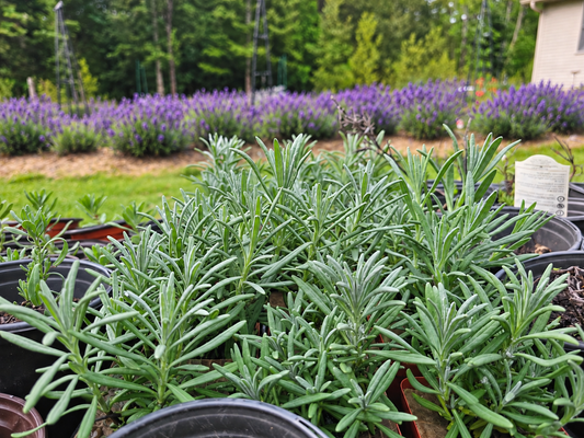 Build Your Lavender Garden | Mix & Match Lavender Plant Bundles