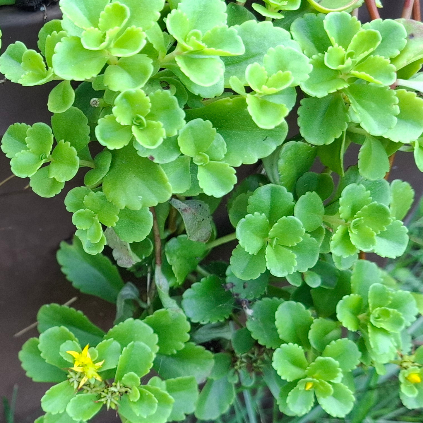 Yellow Flowering Stonecrop - Pollinator Groundcover - Weed Suppressor