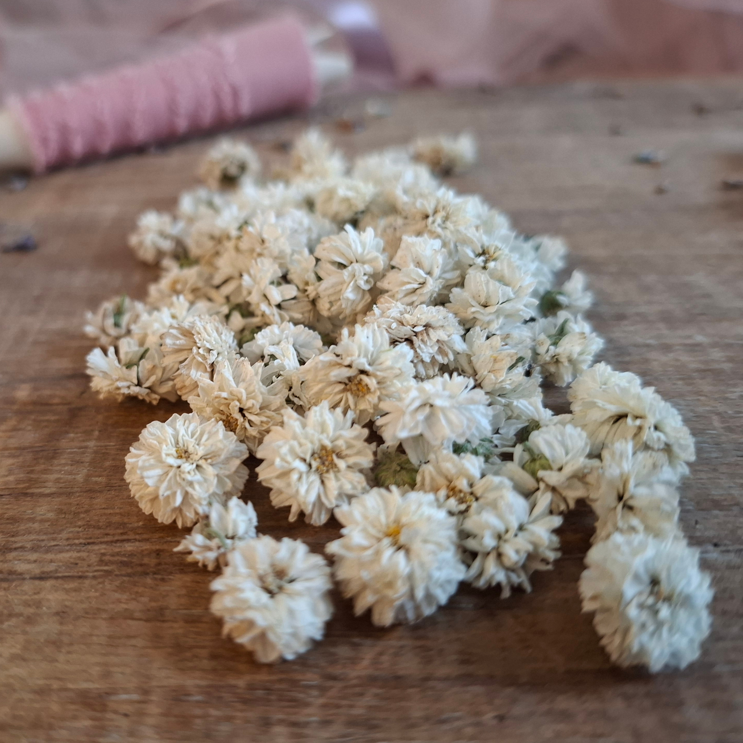 Peter Cottontail White Yarrow Plants | Pollinator-Friendly Perennial